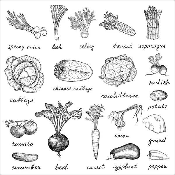 Gemüse-Set — Stockvektor