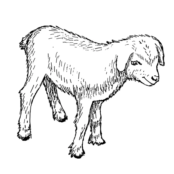 Goatling — Wektor stockowy