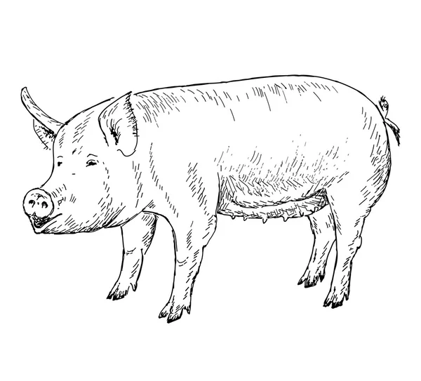 猪手绘图 — 图库矢量图片