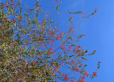 Mavi gökyüzüne karşı pembe çiçekli çalılar. Peyzaj tasarımı, doğa arkaplanı.