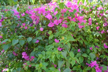 Pembe çiçekli çalı dalları. Doğa arkaplanı