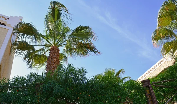 Palmier contre le ciel bleu par temps chaud. — Photo