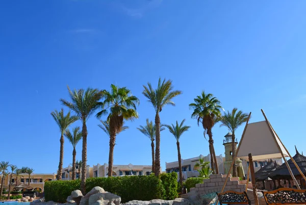 Mısır 'da bir otelin bölgesinde mavi gökyüzüne karşı palmiye ağaçları. — Stok fotoğraf