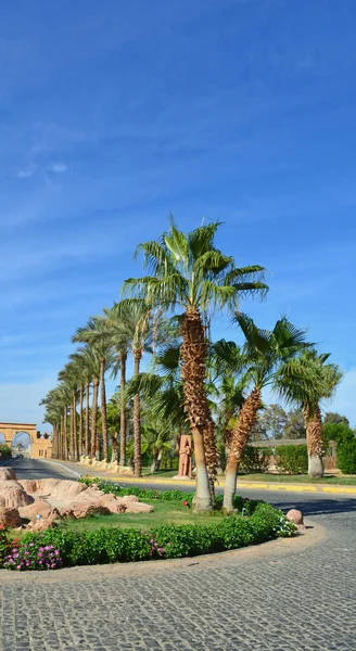 Mavi gökyüzüne karşı yol boyunca uzanan palmiye ağaçları.. — Stok fotoğraf