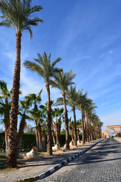 Mavi gökyüzüne karşı yol boyunca uzanan palmiye ağaçları.. — Stok fotoğraf