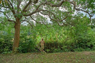 03 Haziran 2014 Çiftçi Makeshift Tahta Köprüsü Magot Köyü Uttara Kannada Karnataka Hindistan Asya 