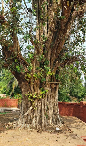 2021 Enorme Tronco Árvore Peepal Com Raízes Penetrando Shree Suvarna — Fotografia de Stock