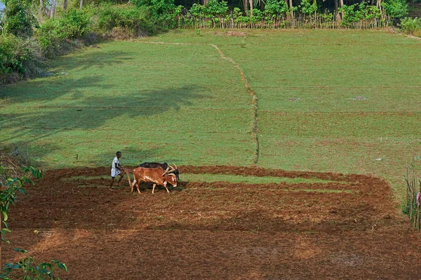 2009 Çiftçi Sabanı Boğalar Terekhol Nehri Yakınlarındaki Bir Köyde Satarda — Stok fotoğraf