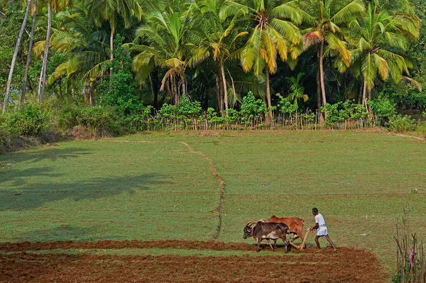 2009 Farmer Eke Bikák Egy Rizsföldön Egy Faluban Terekhol Folyó — Stock Fotó