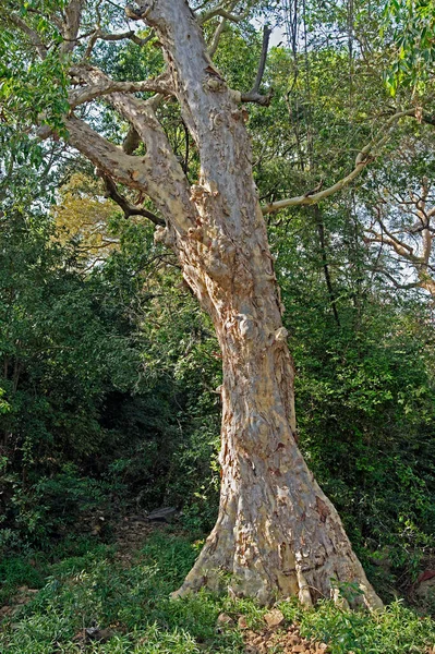 Mar 2015 Gaint Green Tree Branches Bottom View Tall Old — Stockfoto