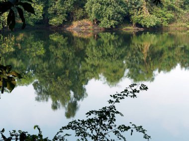 114 2021 Ağaç Ripeled Suyu Yokluğunda Yansıyan Bayan Musai Köyü Shahpur Maharashtra Hindistan yakınlarında.