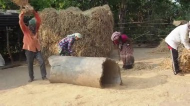 11 14 2021 Geleneksel pirinç hasadı, Shahpur Maharashtra Hindistan yakınlarında çeltik pirinç harmanlayan adamlar Ghartan Köyü Mussai.