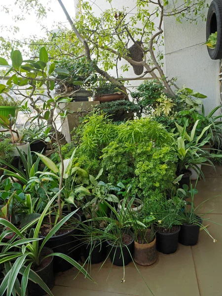 2021 Plants Terrace Garden Flat Used Dedication Lord Shiva Has — Foto Stock