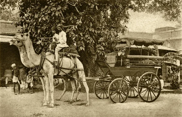 Vintage Φωτογραφία Του Δίδυμου Camel Stagecoach Jaipur State Rajasthan Ινδία — Φωτογραφία Αρχείου