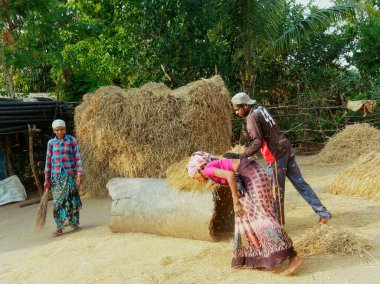 Geleneksel pirinç hasadını gösteren Motion Excen fotoğrafında 11 14 2021, Shahpur Maharashtra Hindistan yakınlarındaki Ghartan Village Mussai 'yi harap eden adamlar..
