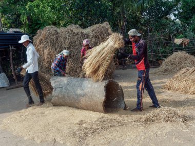 Geleneksel pirinç hasadını gösteren Motion Excen fotoğrafında 11 14 2021, Shahpur Maharashtra Hindistan yakınlarındaki Ghartan Village Mussai 'yi harap eden adamlar..