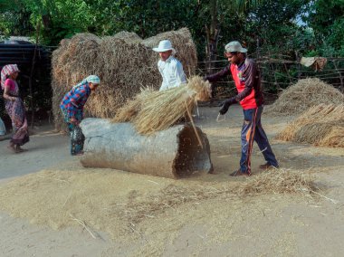 Geleneksel pirinç hasadını gösteren Motion Excen fotoğrafında 11 14 2021, Shahpur Maharashtra Hindistan yakınlarındaki Ghartan Village Mussai 'yi harap eden adamlar..
