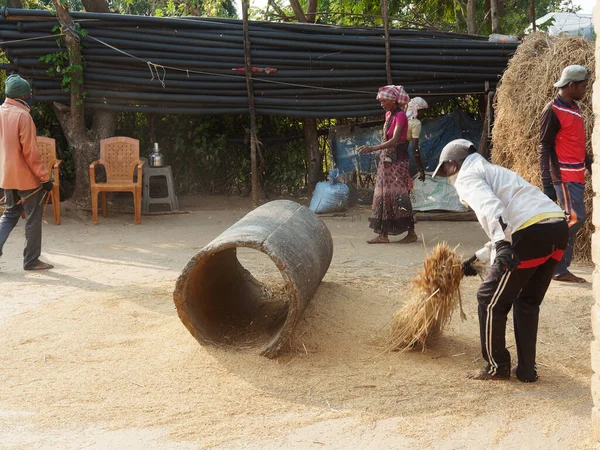 Geleneksel pirinç hasadını gösteren Motion Excen fotoğrafında 11 14 2021, Shahpur Maharashtra Hindistan yakınlarındaki Ghartan Village Mussai 'yi harap eden adamlar..