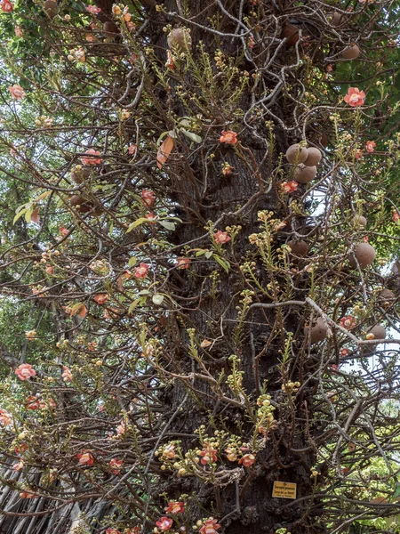 2022 Kanonbollsträd Stjälk Blommor Och Frukter Bottenvy Byculla Zoo Rani — Stockfoto