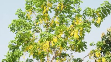 04 30 2022 Cassia fistülü; altın yağmur ağacı; kanafistül ile Fruit Lokgram Kalyan Maharashtra INDIA Asya