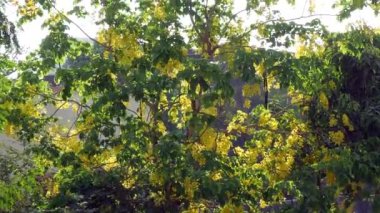 04 30 2022 Cassia fistula; golden rain tree; canafistula with Fruit Lokgram Kalyan Maharashtra INDIA Asia