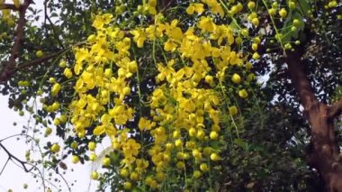 04 30 2022 Cassia fistülü; altın yağmur ağacı; kanafistül ile Fruit Lokgram Kalyan Maharashtra INDIA Asya