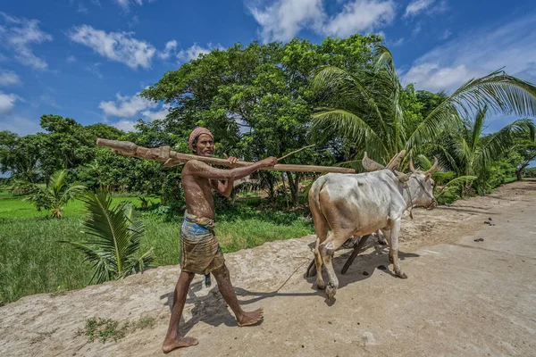 Jul 2007 Farmer Walking Plough Farming Equipment Way Raghurajpr Orissa — Stock Photo, Image