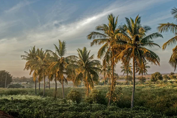 2010 Windy Dusty Tropical Tall Coconut Palms Sunset Time Bidar — Stok fotoğraf