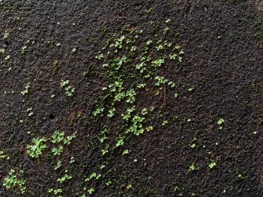 08 18 2022 Green lichen  Moss growing on an old wall.Kumbhar Wada Kalyan west Maharashtra India.