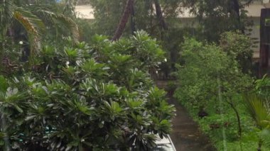 08 20 2022 raindrops are falling in the green garden under windy conditions - selective focus Ghatkoper Mumbai Maharashtra India.