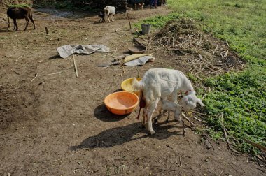 5 Sep 2012 Kattallar yan yana Ahmed nizam şah mezar, Ahmednagar, Maharashtra, Hindistan, Asya