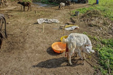 5 Sep 2012 Kattallar yan yana Ahmed nizam şah mezar, Ahmednagar, Maharashtra, Hindistan, Asya
