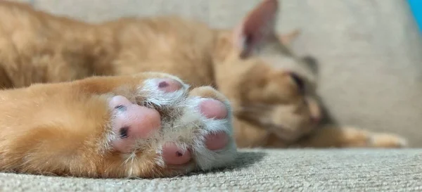 close-up photo of cat's tail