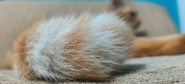 Close Photo Cat Tail — 스톡 사진