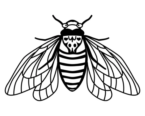 Cicada Brood X periyodik çizimi. Kanatları açık bir böcek. Doğrusal stil. Uçan bir ağustos böceğinin silueti. Yaz baskısı. Beyaz arkaplanda vektör çizimi izole edildi. Ağustos Böceği