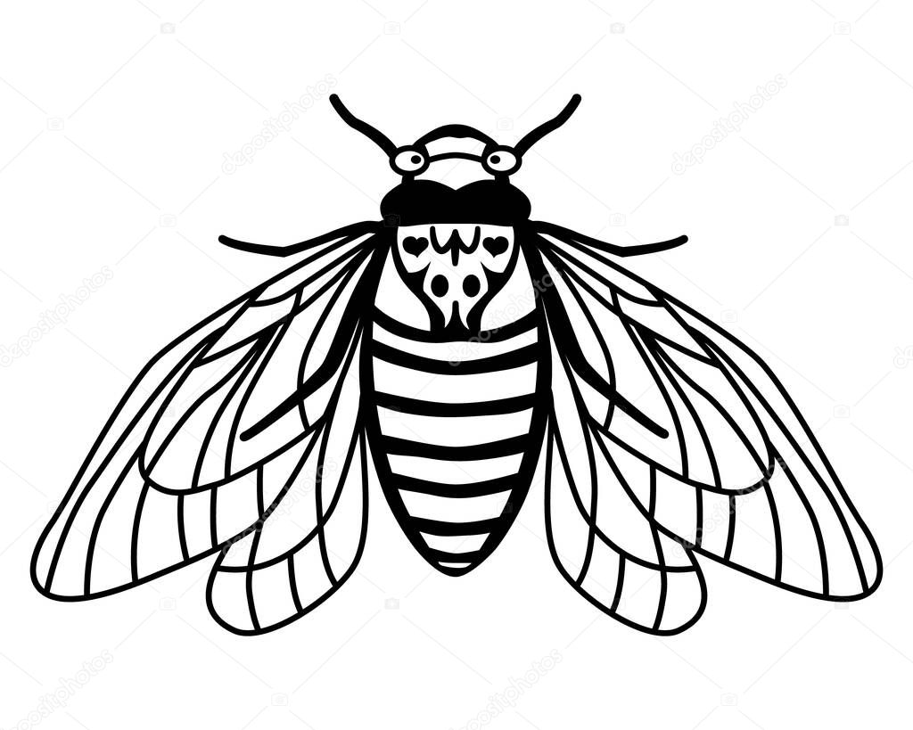 Periodical Cicada Brood X. Contour drawing of an insect with spread wings. Linear style. Silhouette of a flying cicada. Summer print. Vector illustration isolated on white background. Cicada bug