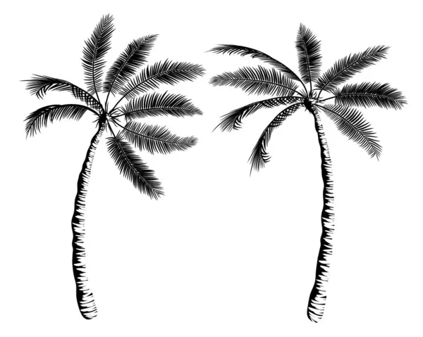 Dos Palmas Inclinadas Una Hacia Otra Hermosa Composición Tropical Para — Vector de stock