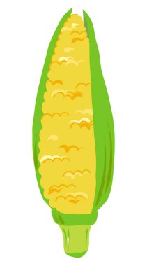 Mısır vektör illüstrasyonu beyaz arkaplanda izole edildi. Mısırın kulağı. Sarı taneler ve yeşil yapraklar. Renkli çizim tarzında sebzeler, büyük fırça darbeleri. Ürünler, menü ögesi, mısır simgesi