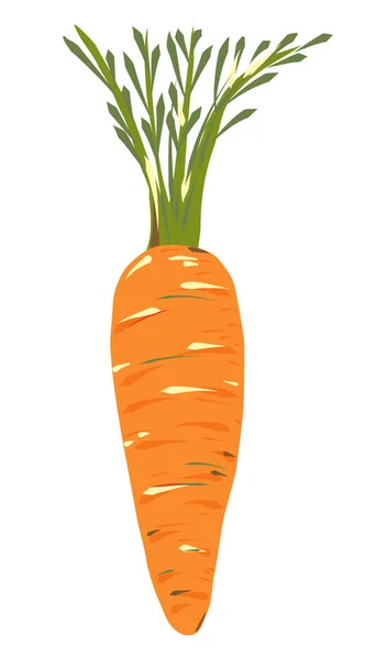 Zanahorias Maduras Naranja Fresca Con Tallo Verde Verduras Comida Vegetariana — Archivo Imágenes Vectoriales