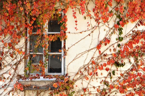 Sonbahar sarmaşık — Stok fotoğraf