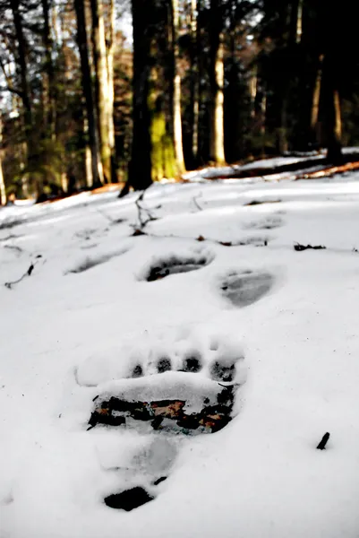 Bear Tracks — Stock Photo, Image