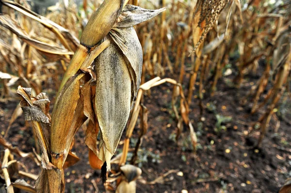 Zwiędły kukurydzy — Zdjęcie stockowe