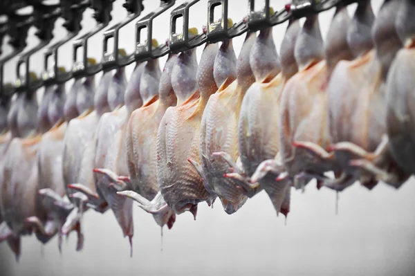 Processamento de Carne de Aves — Fotografia de Stock