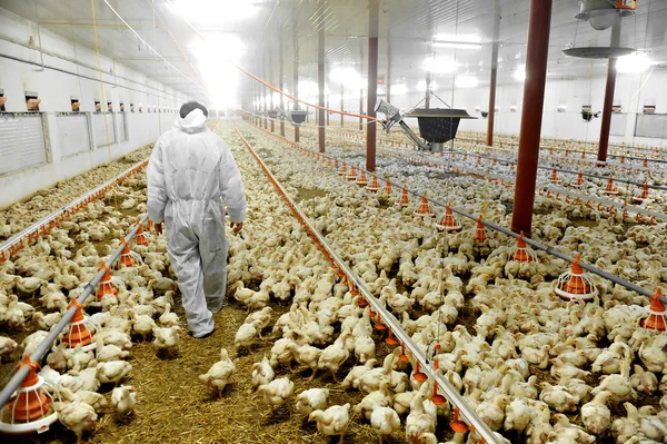 Fjäderfäföretag och en veterinär Stockfoto