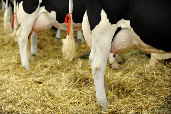 Holstein wymion krów mlecznych — Zdjęcie stockowe