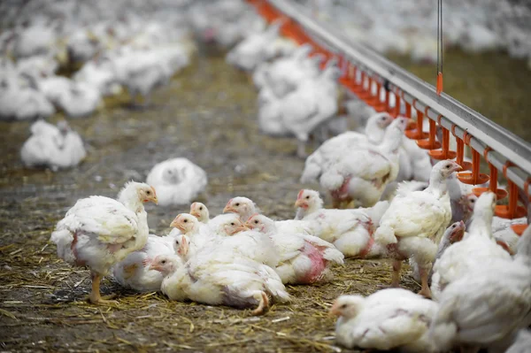 içinde tavuk çiftliği