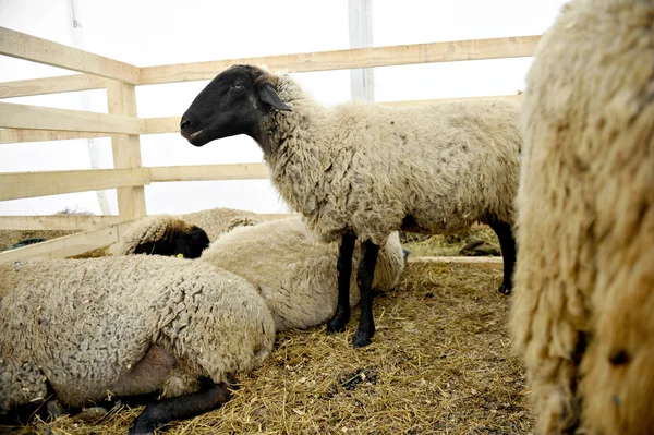 Koyun çiftliği — Stok fotoğraf