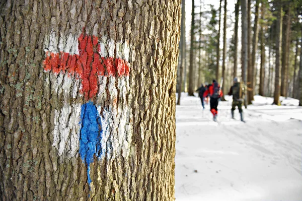 Winter trekking i skogen — Stockfoto