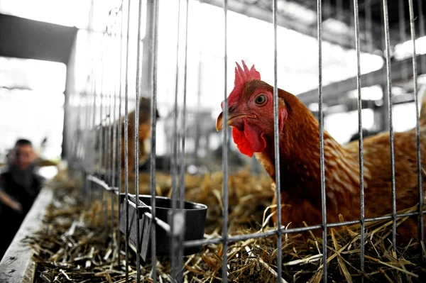 Granja de pollo — Foto de Stock