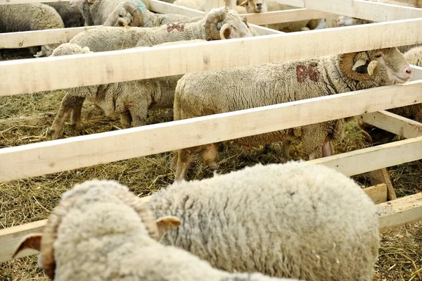 Sheep farm — Stock Photo, Image